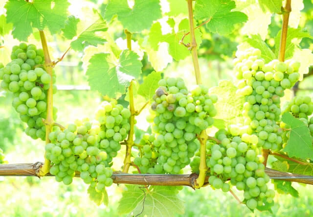 オレンジワインに使われているブドウ品種