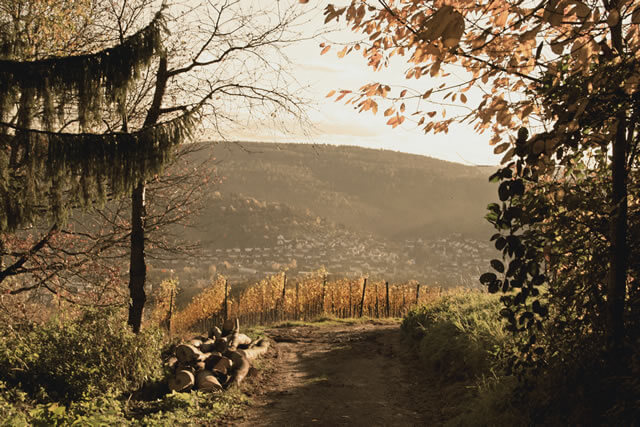 オレンジワインの歴史