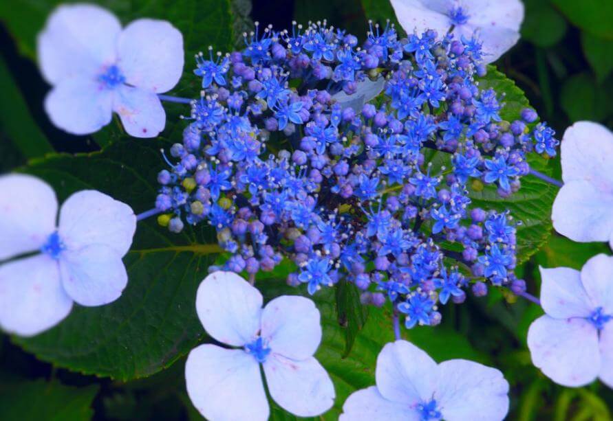 あじさいの花