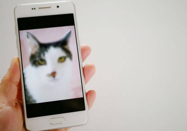 スマホでとった猫